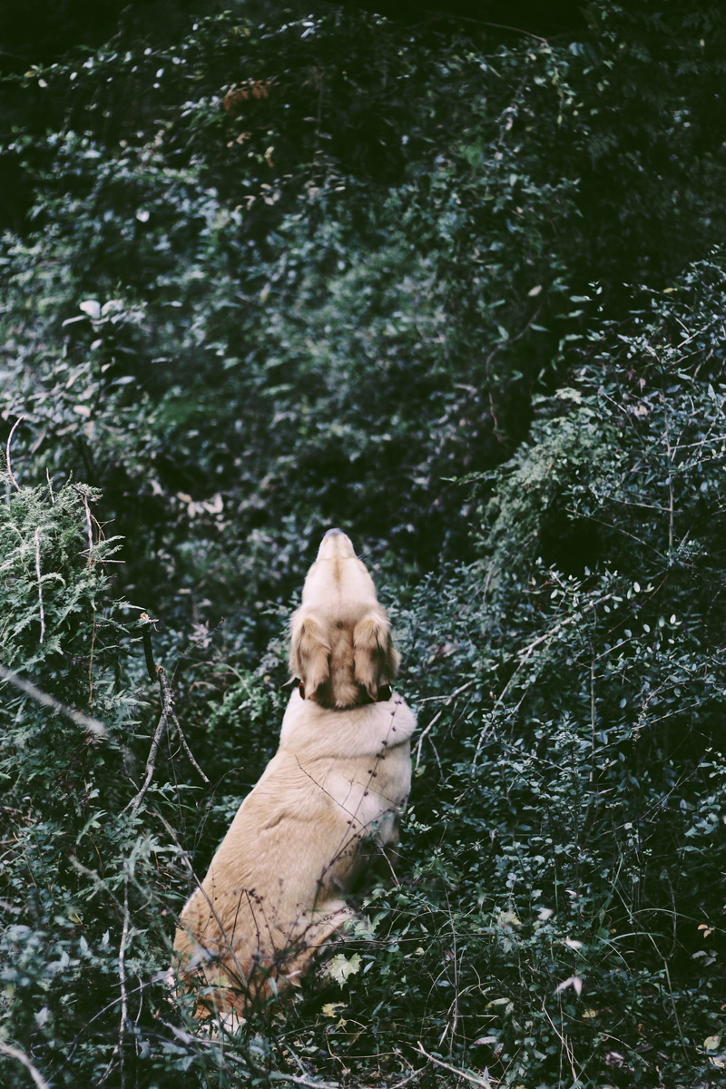tree, no people, tiger, land, pet, animal themes, beagle, canine, cougar, animal, golden retriever, field, beige, domestic, hunting, mammal, husky, dog