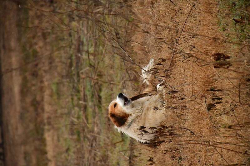 day, beagle, golden retriever, whisker, cocker spaniel, flooring, tree, plant, papillon, wildlife, pet, land, ground, dog, trunk, vertebrate, outdoors
