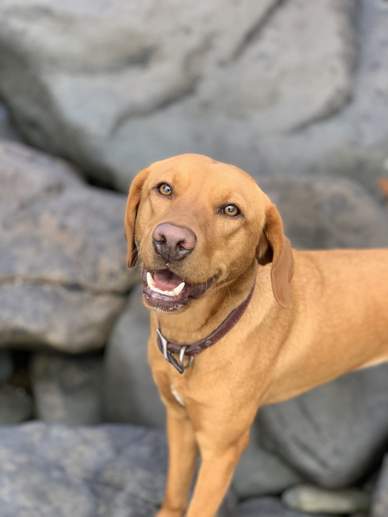 brown, labrador, people, rock, mammal, fox red, waves, lab, pets, one animal, devon, collar, looking at camera, vertebrate, hound, outdoors, focus on foreground