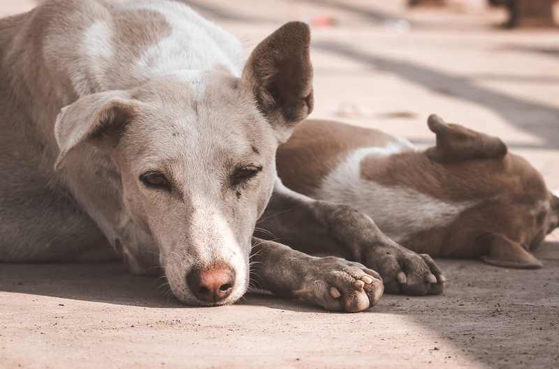 daytime, focus on foreground, puppy, fox, mammal, wildlife, hound, lying, dogs, snout, day, domestic, canine, two, pitbull, vertebrate, dog, eating, pointer