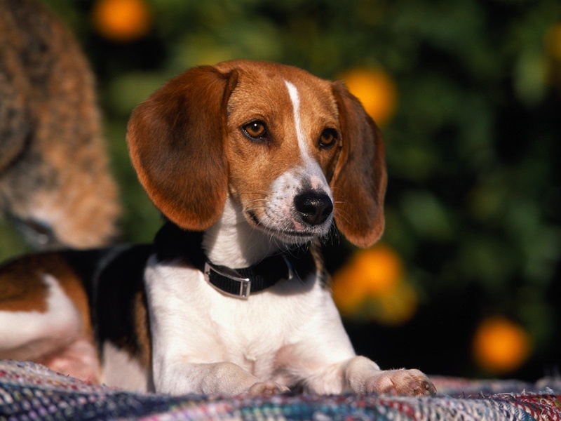 fox, 2K, dogs, american, animals, hound