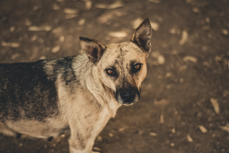 standing, looking at camera, pets, mammal, animal themes, one animal, german shepherd, wildlife, 5K, no people, red wolf, pet, ground, field, photography