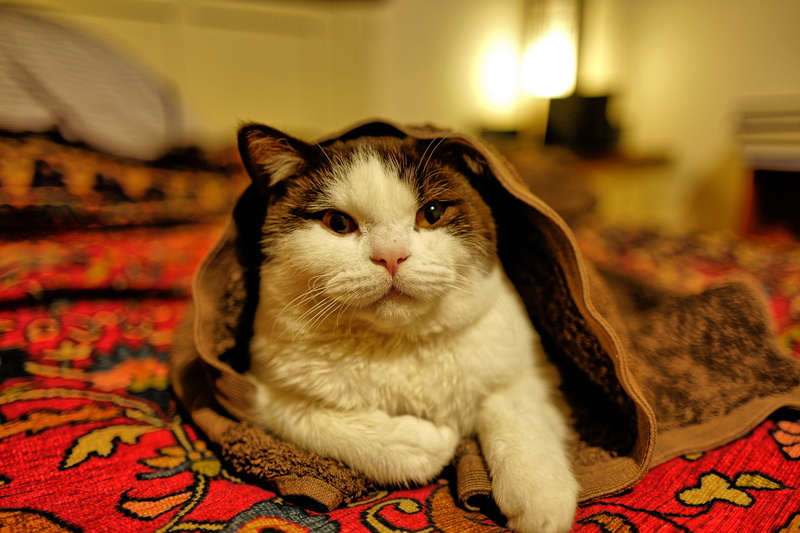 looking at camera, domestic, relaxation, animal themes, cat, 5K, indoors, mammal, feline, home interior, furniture, vertebrate, focus on foreground, no people