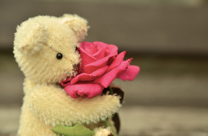rose, childhood, flowering plant, day, plant, holding, bear, affection, flower, toy, stuffed animal, valentines day, romance, feelings, selective, romantic