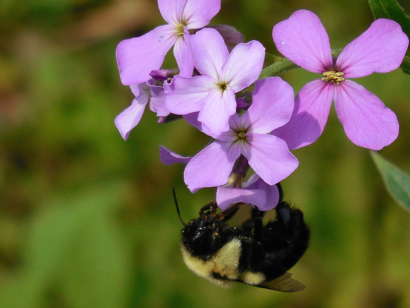 petal, vulnerability, growth, pollination, pollen, flower, elegant, bumble bee, leaf, Floral, no people, purple, violet, freshness, springtime, blossom
