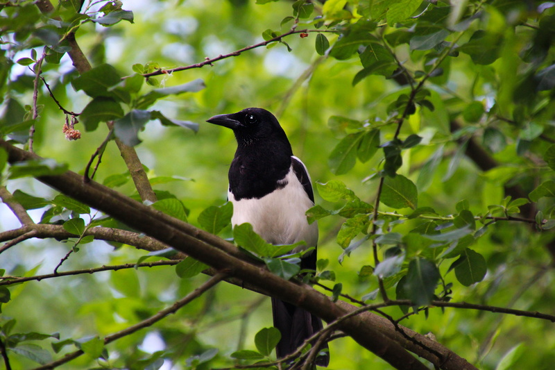leaf, black, black color, one animal, animals in the wild, low angle view, white, day, animal themes, wildlife, foliage, branch, perching, plant, Animal