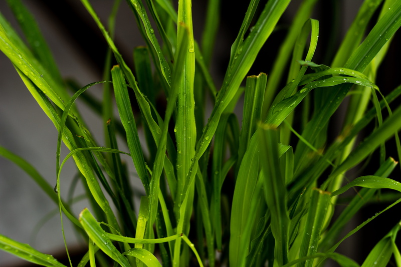 pattern, land, garden, blade of grass, environment, day, 5K, green color, agriculture, forest, flowers, backgrounds, leaves background, plant, green, beauty in nature