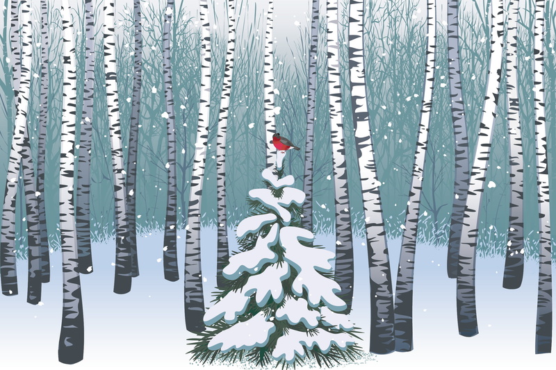 pine, bird, Vector, Forest, tree, 1080P, Birds, Merry Christmas, perching