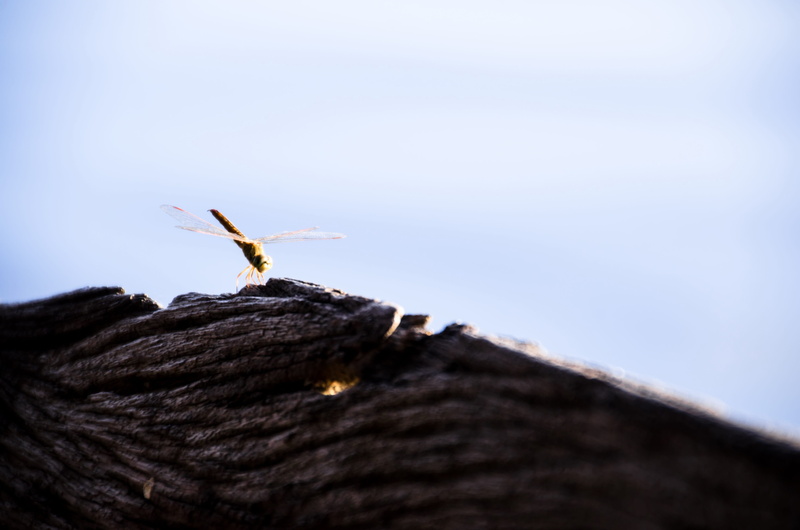 sunbeam, insect, selective focus, bird, copy space, shine, beam, ray, animal themes, animal body part, sky, animal wildlife, beautiful, rays, abstract