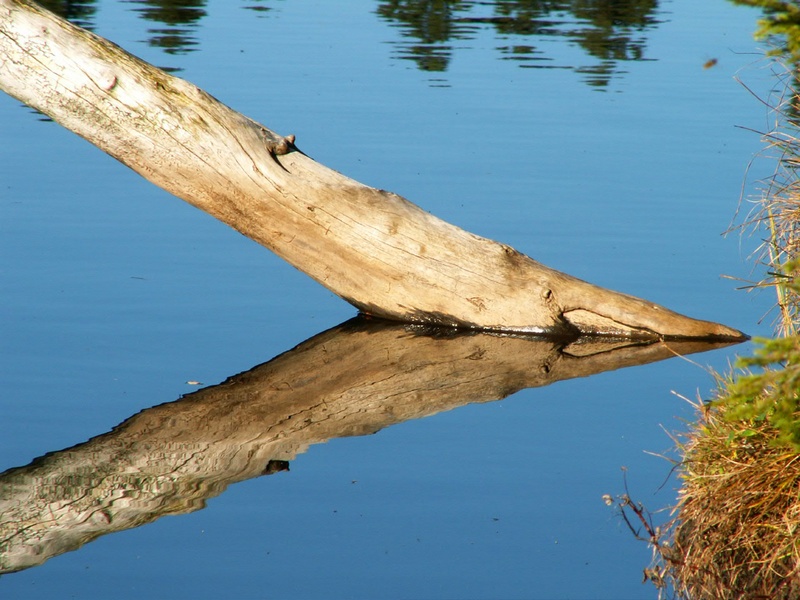 waterfront, blue, lake, wood - material, animals in the wild, one animal, dead tree, water, etang de la gruyère, log, animal wildlife, no people, plant