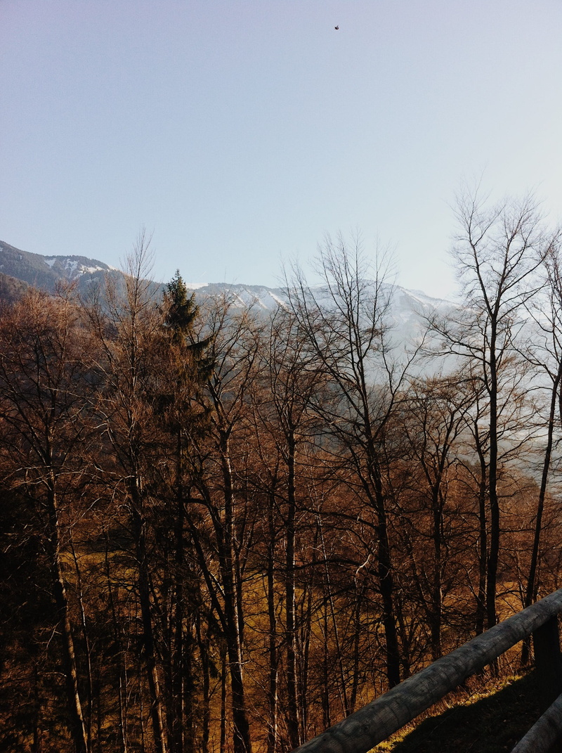 tranquility, sky, trees, gruyères, no people, mountain, forest, plant, nature, tranquil scene, gruyere, 2K, land, beauty in nature, branch, tree, low angle view