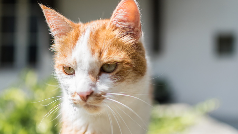 vertebrate, cat, one animal, 5K, focus on foreground, fribourg, domestic, close-up, portrait, summer, switzerland, no people, day, chilling, domestic cat