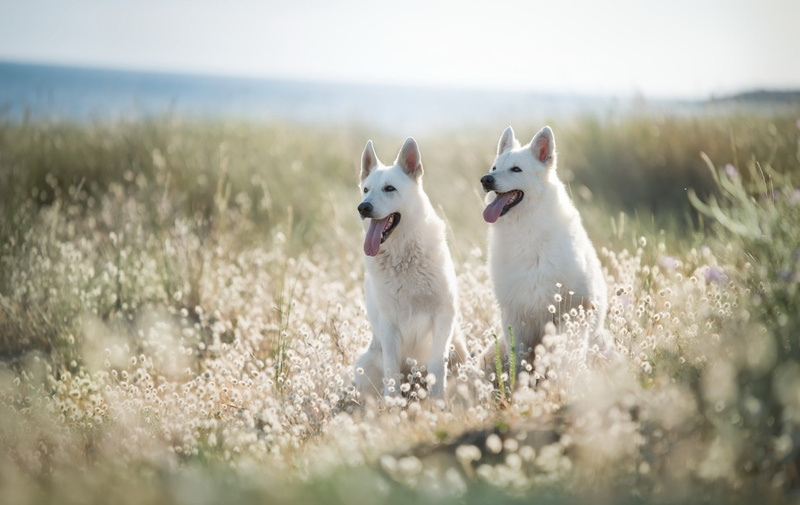 Dog, Pet, Depth Of Field, Dogs, 1080P, Berger Blanc Suisse