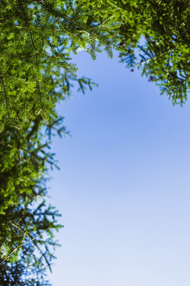  directly below, tranquility, pines, leaf, plant, sunny, forest, animal, flying, day, pattern, summer, background, nature, growth, branch, beauty in nature