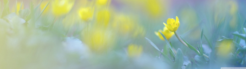 dual, yellow, screen, multiple, monitor, multi, champ, fleu, flower, 4K, jaune