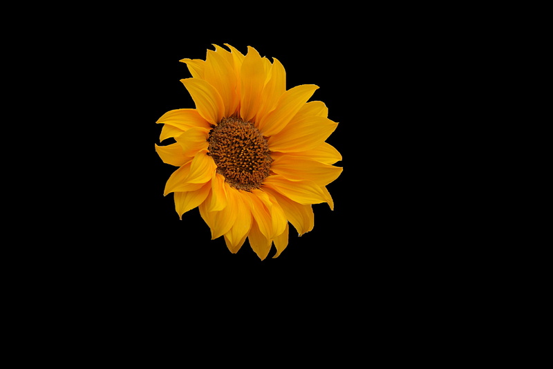 flore, freshness, botanique, indoors, yellow, sunflower, copy space, pollen, close-up, ptales, tournesol, beauty in nature, fleur jaune, no people, vulnerability