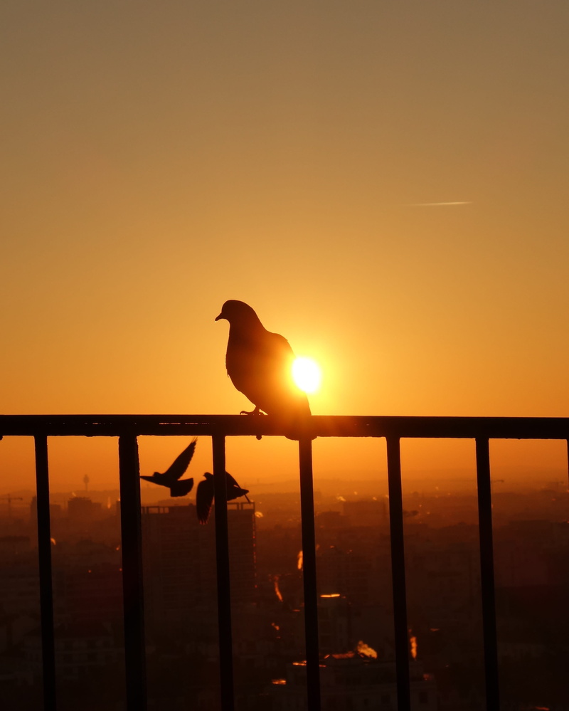 matin, sunset, silhouette, perching, animal themes, no people, orange, vertebrate, rouge, yellow, sunrise, jaune, sky, handrail, pigeon, sun, beauty in nature