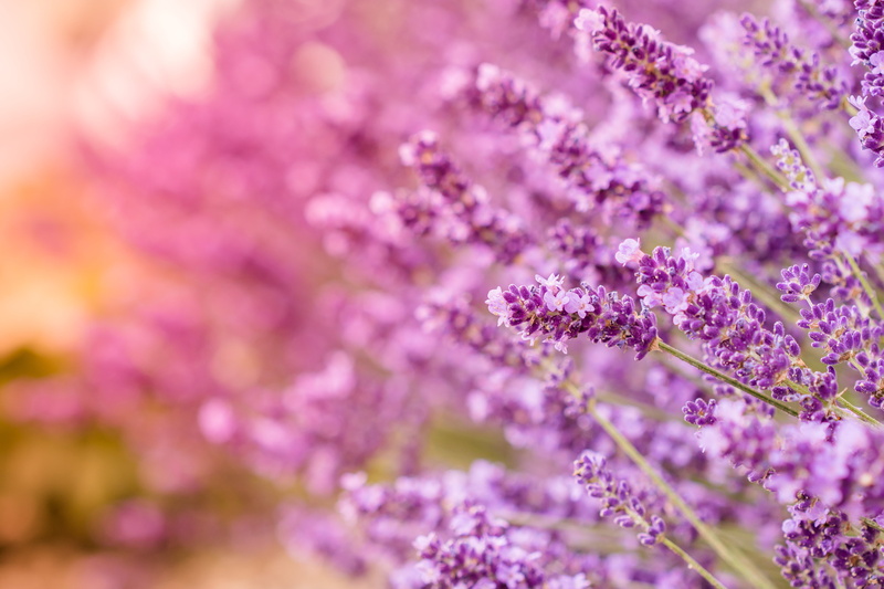 lavender, Provence, sunlight, shot, 5K, springtime, close-up, plant, outdoors, flowers, photography, macro shot, bokeh, bloom, lève, et après, En, blossom