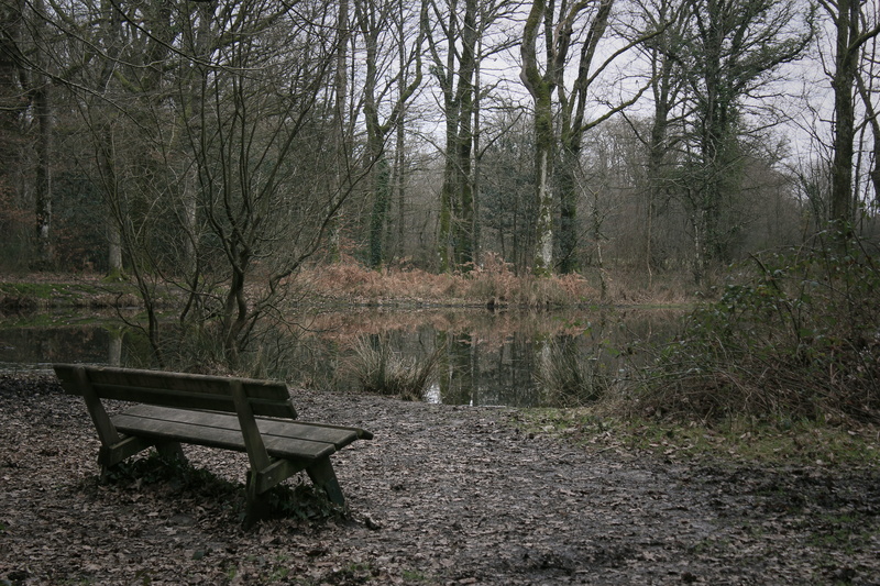 park bench, land, day, park, seat, non-urban scene, 5K, empty, plant, forêt de touffou, no people, tree trunk, france, scenics - nature, growth, forest