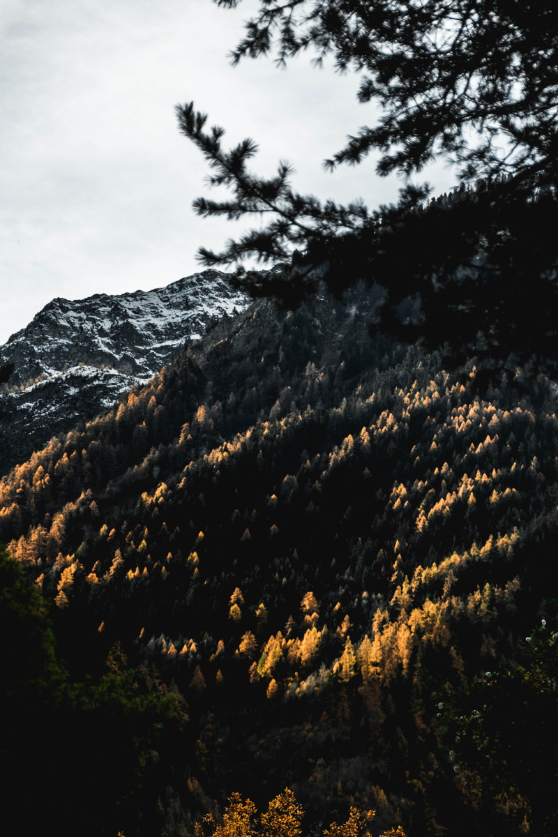 green, land, mountain, 5K, trees, environment, conifer, plant, bokeh, non-urban scene, day, blur, fire, leuk, cloud - sky, tranquility, leaves, outdoors