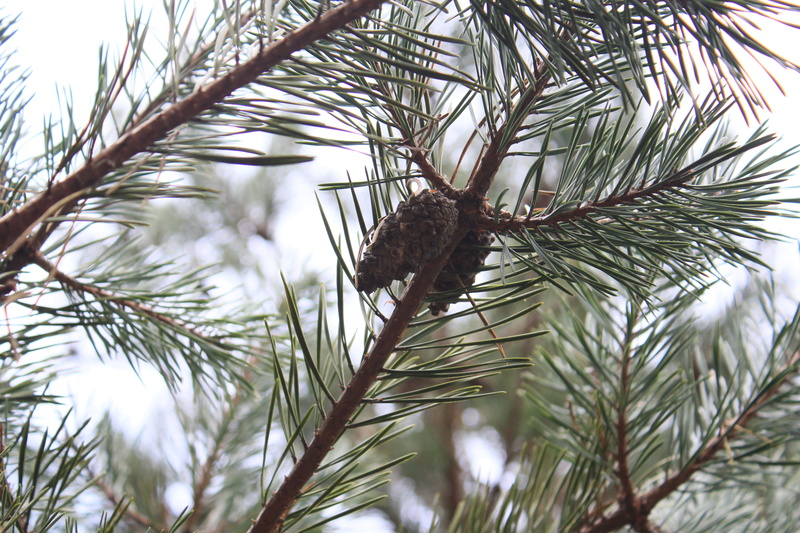 nature, cold, pine tree, coniferous tree, pine cone, plant, no people, needle - plant part, macro, green color, growth, pine, focus on foreground, france