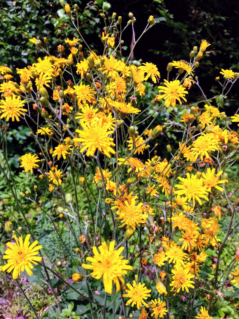 flower, plant, forêt, nature, pollen, yellow, flower head, 4K, inflorescence, vulnerability, day, flowerbed, field, forest, pissenlit, growth, flowering plant