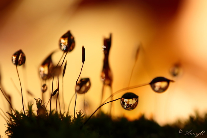 outdoors, goutte, macro, grass, flower, Eau, plant, summer, meadow, forêt, 2K, close-up, droplets, sunlight, water, mousse, beauty In Nature, nature, springtime