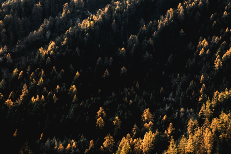coniferous tree, tree, background, idyllic, forest, growth, tranquility, tranquil scene, beauty in nature, no people, pine, pine tree, conifer, abies, environment