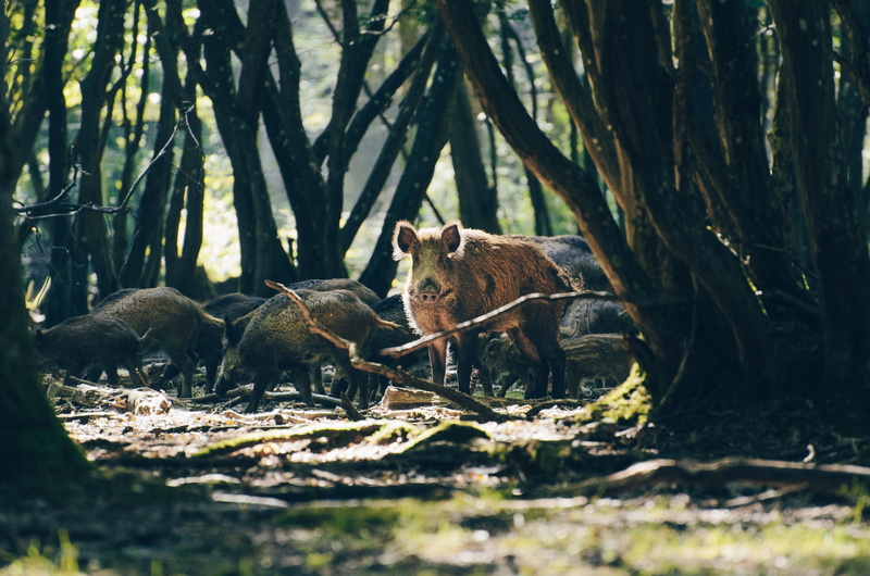 plant, day, no people, group of animals, nature, animal family, animal themes, vertebrate, trunk, mammal, selective focus, animal wildlife, animal, tree trunk