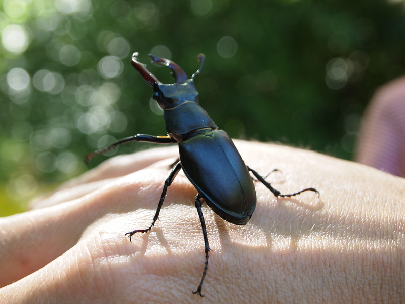 one animal, hand, human body, close-up, lifestyles, outdoors, unrecognizable person, invertebrate, finger, france, one person, gémenos, real people, animals in the wild