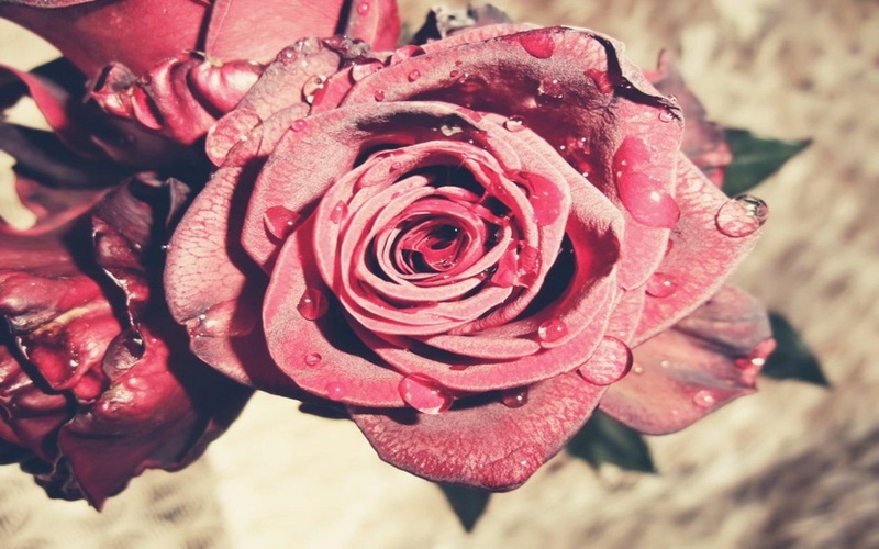 nature and landscapes, pink, magnifique, outdoor, flowers, rose, fantastic, drops, plant, 1080P, unique, pink red, lovely