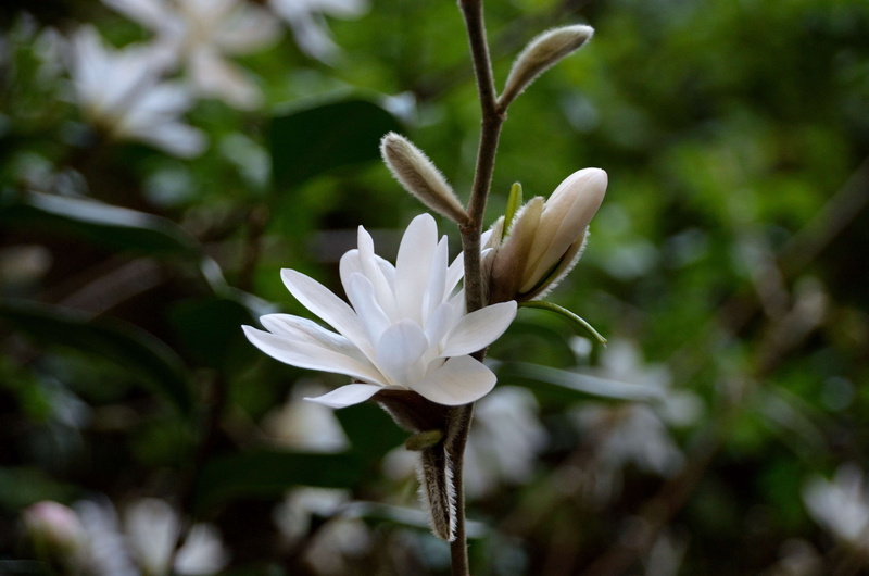 freshness, magnolias, no people, flowering plant, petal, la nature, white color, growth, 4K, close-up, vulnerability, focus on foreground, pollen, outdoors