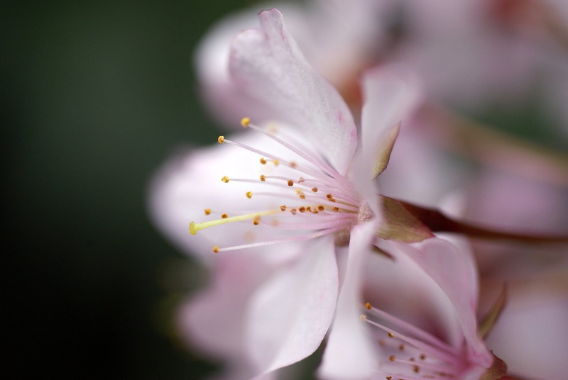 printemps, nature, flowers, season, string, insects, tree, 720P, landscapes, campaign