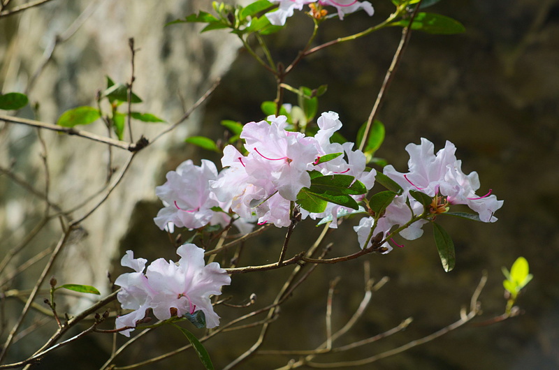 springtime, vulnerability, branch, outdoors, flore, floraison, blossom, jardin, ptales, flower, rhododendron, fragility, fleurs, pink color, flowering plant