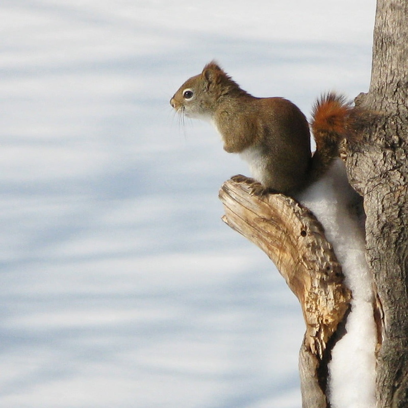Waiting for spring, Canon PowerShot G7, outdoors, Red squirrel, Québec, tree, tail, fur, squirrel, Pine squirrel, brown, 480P, wildlife, cute, animal