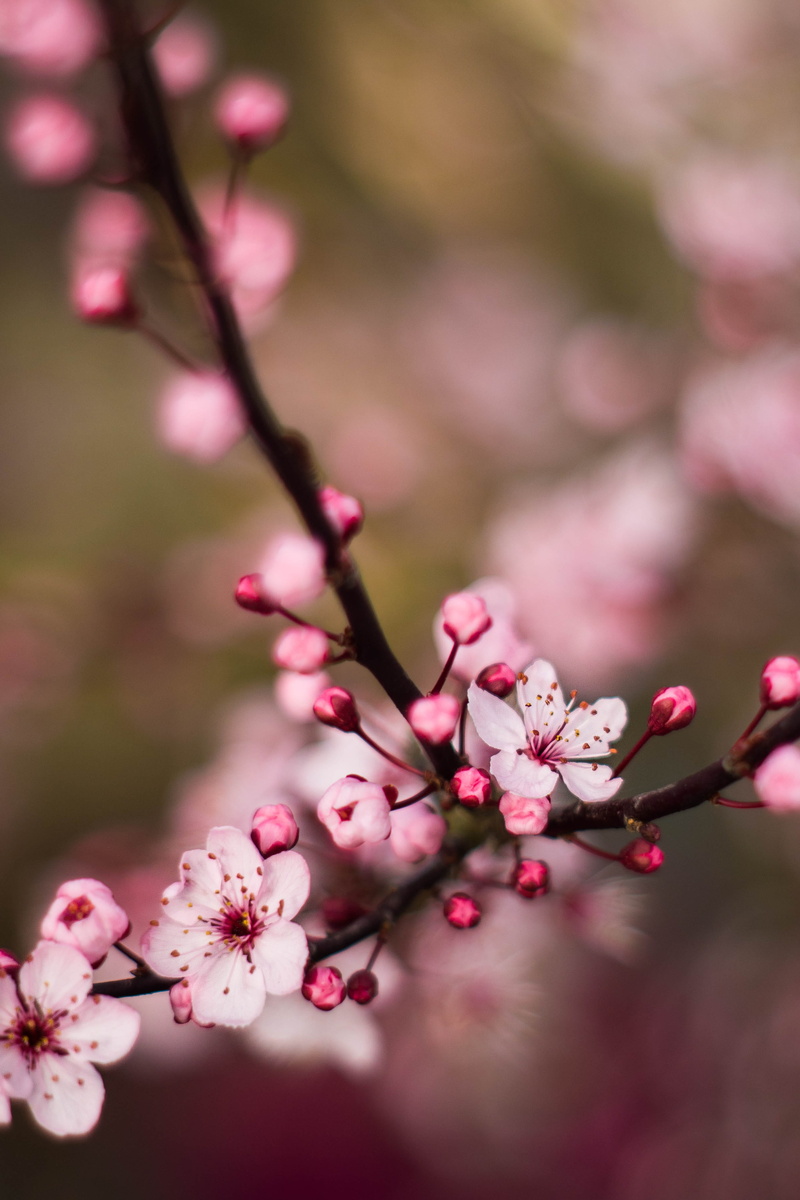cherry tree, blossom, flower, cherry blossom, bourgeon, selective focus, vulnerability, branch, springtime, focus on foreground, fleur, close-up, twig