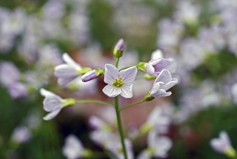 landscapes, flowers, season, 1080P, printemps, campaign, string, tree, nature, insects