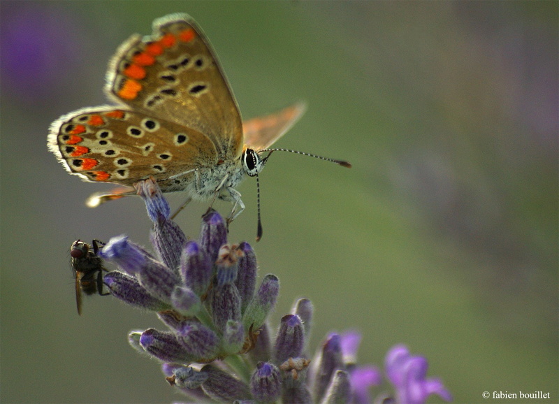 720P, printemps, nature, string, landscapes, season, campaign, insects, flowers, tree