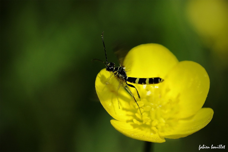 landscapes, flowers, campaign, string, nature, 1080P, tree, season, insects, printemps