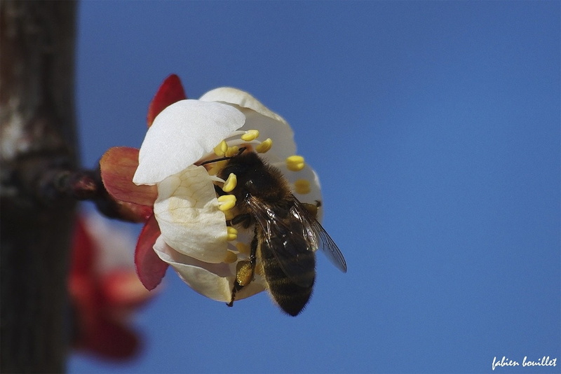 season, tree, insects, campaign, printemps, 720P, flowers, landscapes, nature, string