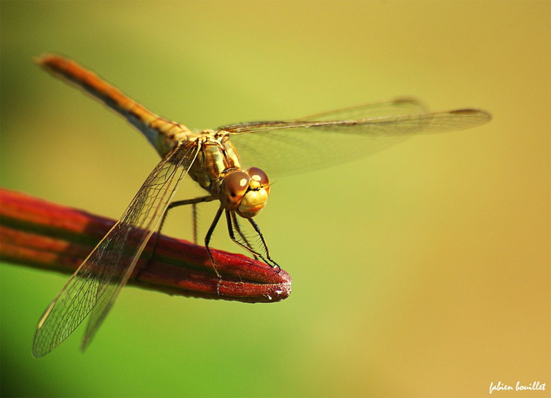 landscapes, nature, insects, printemps, campaign, tree, season, flowers, 720P, string,