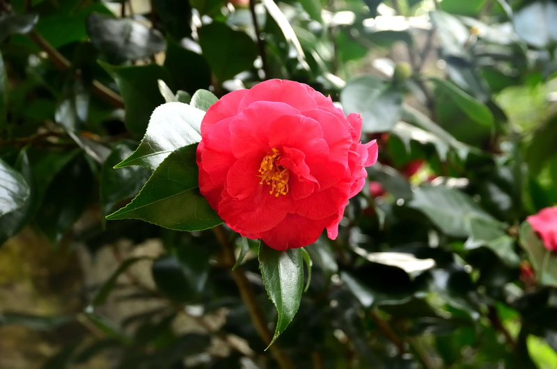 no people, arbuste, plantes, flower, ptales, day, outdoors, beauty in nature, freshness, rose, printemps, 4K, plant, couleurs, botanique, inflorescence