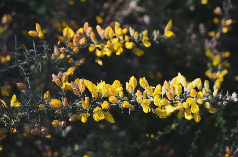 vgtaux, day, fleurs jaunes, plant, flower, land, 4K, botanique, printemps, flore, vulnerability, genets, arbustes, outdoors, la nature, yellow, growth