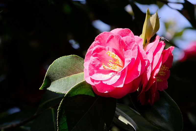 botanique, leaf, outdoors, focus on foreground, flowering plant, plant part, fragility, close-up, fleur, la nature, plantes, pink color, no people, flore