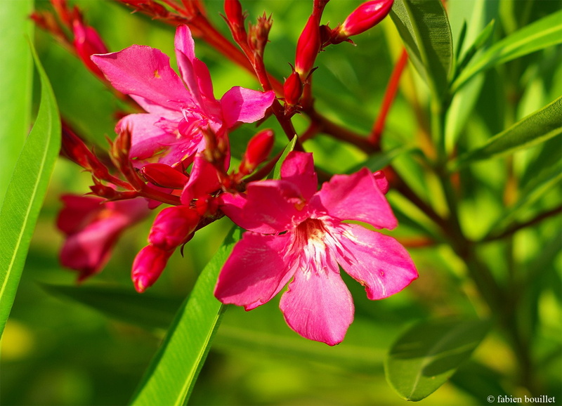 flowers, landscapes, 720P, campaign, insects, printemps, tree, season, nature, string