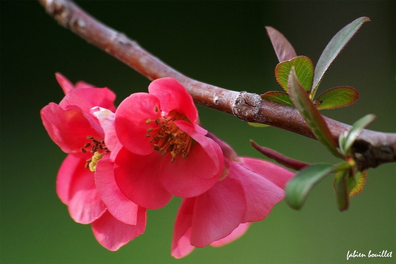 printemps, nature, flowers, landscapes, campaign, season, tree, 720P, string, insects