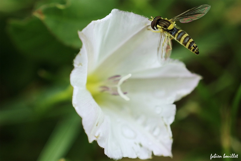 flowers, 1080P, season, tree, nature, insects, string, printemps, campaign, landscapes