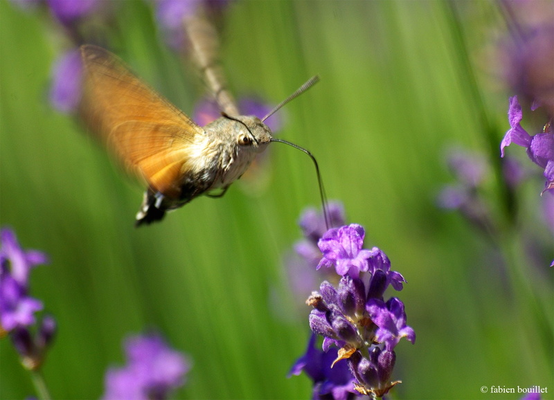 flowers, campaign, season, printemps, insects, landscapes, 720P, tree, string, nature