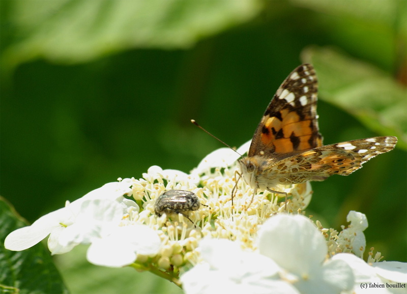 tree, nature, campaign, string, season, landscapes, printemps, flowers, 720P, insects