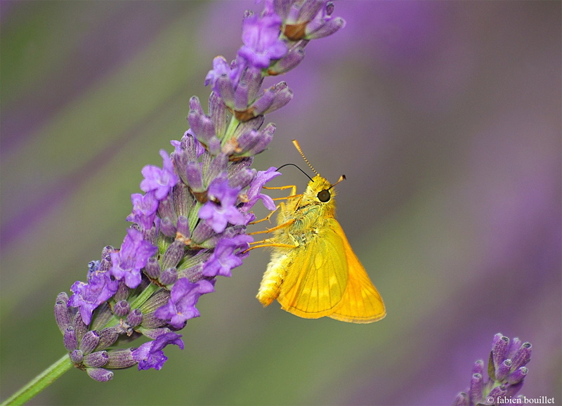 string, printemps, insects, flowers, nature, landscapes, campaign, tree, season, 720P